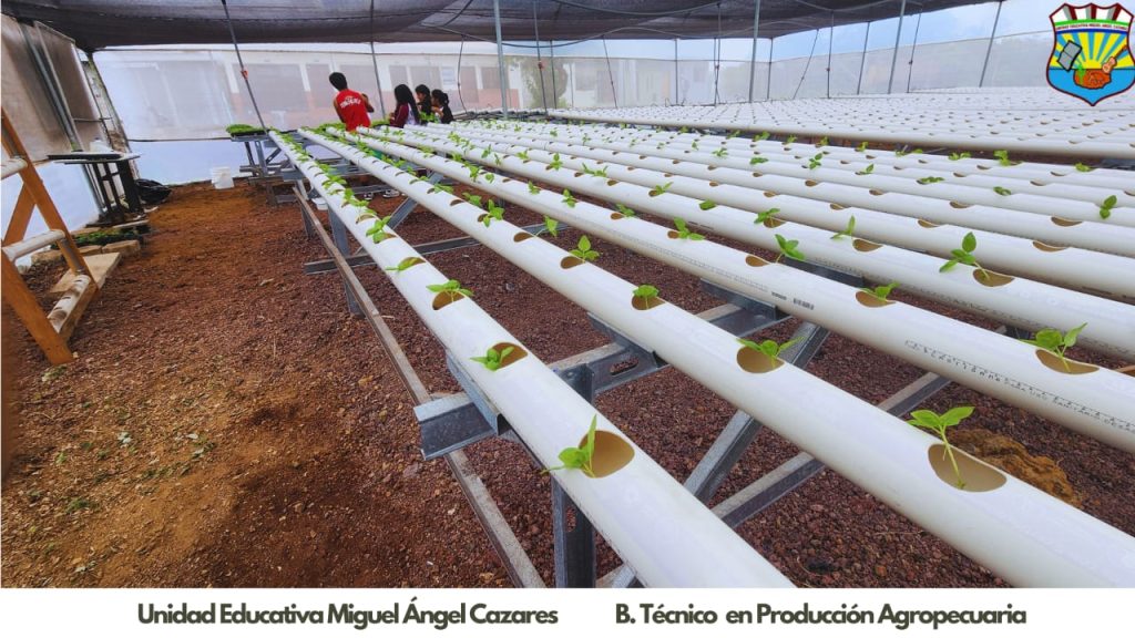 Galapagos students carefully work on the plant channels in their school's hydroponics greenhouse.