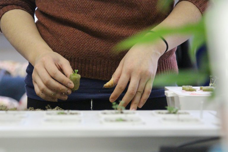 A close-up view of hands planting a small sprout using hydroponic methods